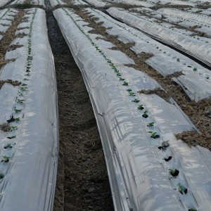 供应多功能农用地膜及定制化农膜产品