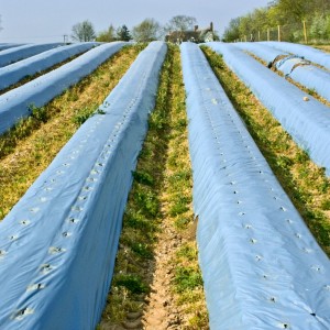 供应各类农业用功能性地膜  黑地膜 白地膜