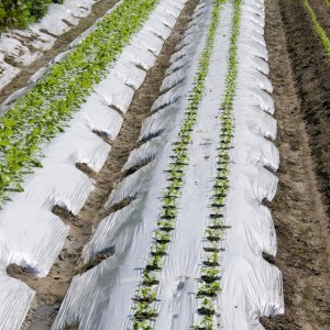 厂家直供各类农用地膜 主营大田作物专用地膜、瓜果蔬菜专用地膜