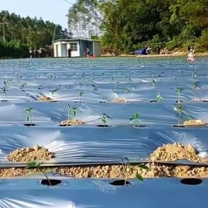 求购西瓜专用银黑双色地膜、草莓专用打孔地膜