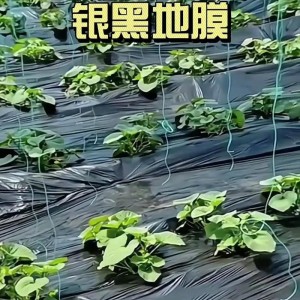 求购防草黑地膜、高保温白地膜